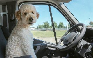 viaggiare con il cane: consigli utili per viaggiare con gli animali
